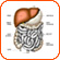 Digestive System