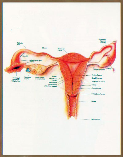  - reproductive-system