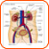 Urinary System